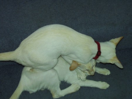 Alfie & Charlie